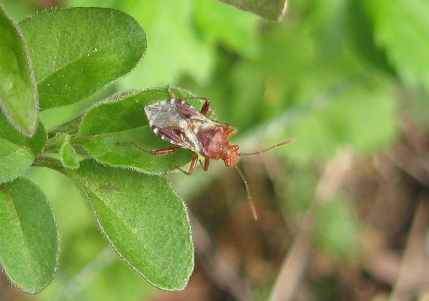 Heteroptera del 